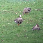 White-fronted Geese, Betchworth (D Robinson).