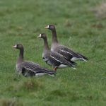 White-fronted Geese, Unstead Water Meadows (R Clark).