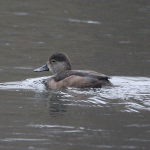 Ring-necked Duck, Reigate (G James).