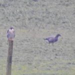 Peregrine and Brent Goose, Tice's Meadow (J Hunt).