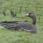 White-fronted Geese, Tice's Meadow (D Burford).