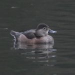 Ring-necked Duck, Reigate (M Stanley).