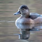 Ring-necked Duck, Reigate.
