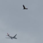 White Stork and plane, Beddington Farmlands (I Jones).