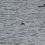 Black-necked Grebe, Tice's Meadow (D Burford).