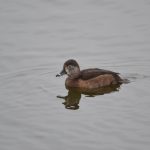 Ring-necked Duck, Holmethorpe SP (G Hay).