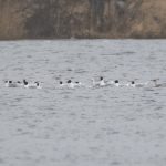 Black-headed, Common and Mediterranean Gulls, Frensham Great Pond (E Stubbs).