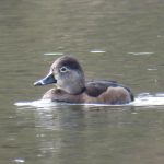 Ring-necked Duck, Holmethorpe SP (anonymous).