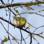 Wood Warbler, Newlands Corner (E Stubbs).