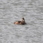 Ring-necked Duck, Holmethorpe SP (G Hay).