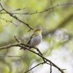 Wood Warbler, Puttenham Common (E Stubbs).