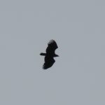 White-tailed Eagle, Beddington Farmlands (I Jones).