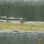 Redshank, Tice's Meadow (D Burford).