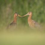 Black-tailed Godwits, Richmond Park (I Rowe).