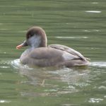 Red-crested Pochard, Earlswood Lakes (J Court).