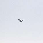 Osprey, Thursley Common (E Stubbs).