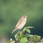 Whinchat, Papercourt Water Meadows (E Sames).