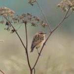 Whinchat, Papercourt Water Meadows (E Sames).