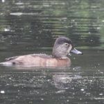 Ring-necked Duck, Reigate (J Snell).