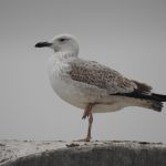 Caspian Gull, Slyfield (M Kettell).
