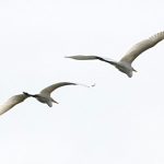 Great Egret, Holmethorpe SP (T Jakeman).