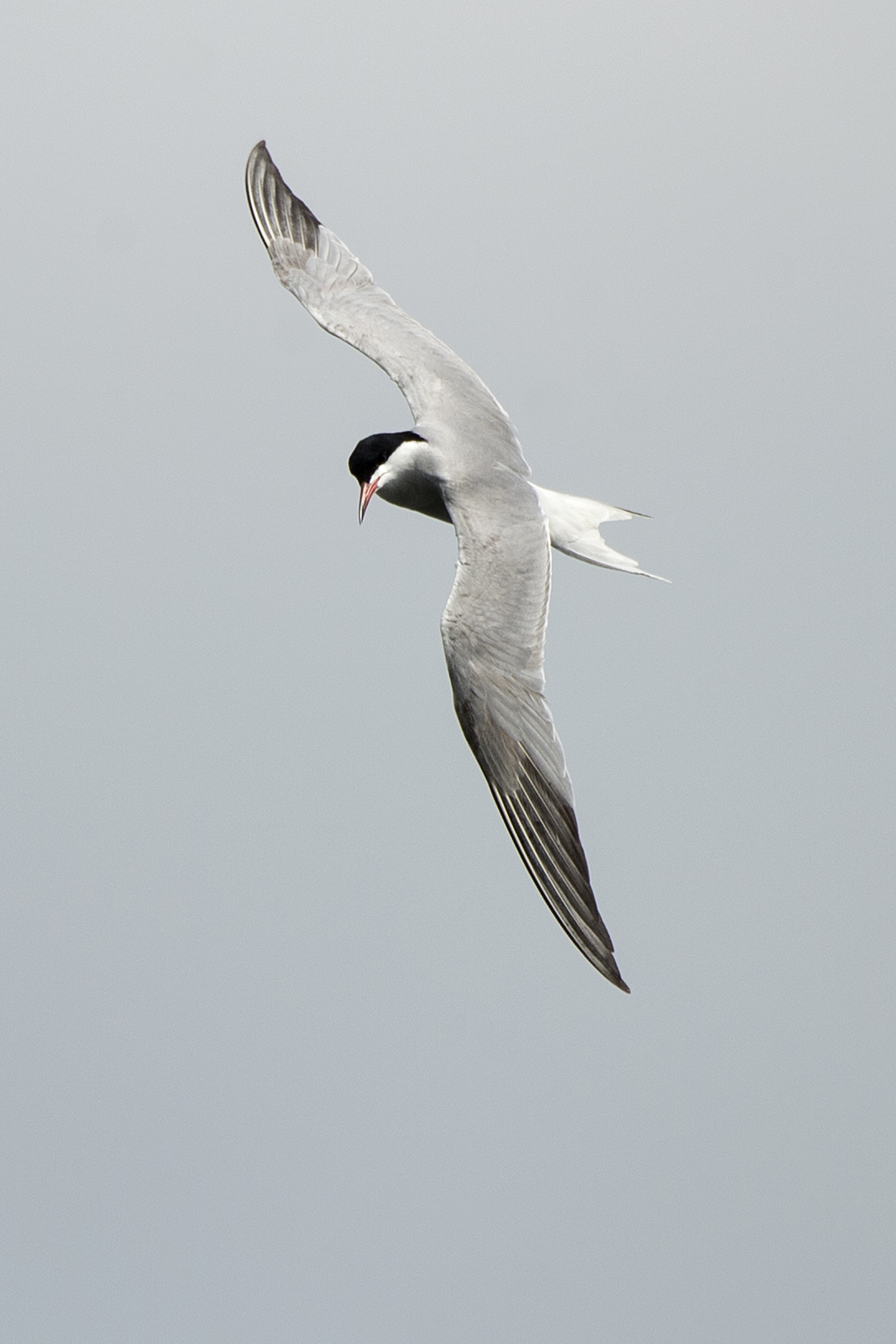 Common Tern, Stoke Lake, Guildford , 16/05/20 (J Sellen)