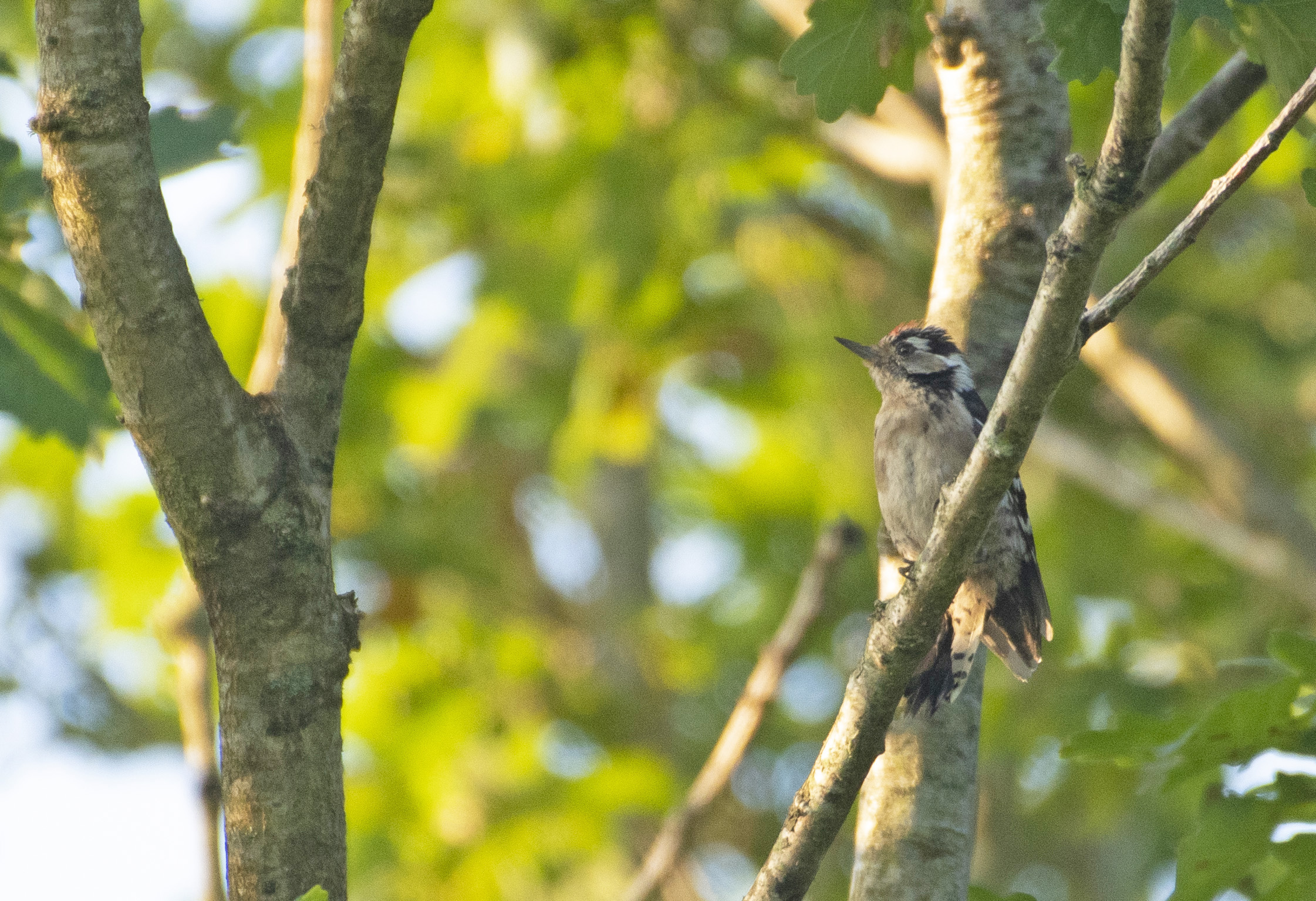 Lesser Spotted Woodpecker (E Stubbs)