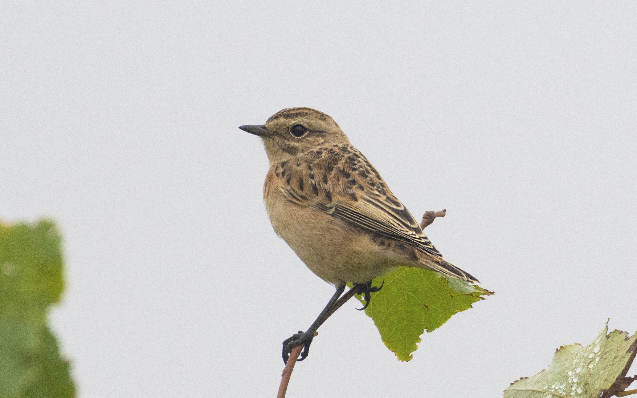 Whinchat, Shackleford, 15/08/20 (E Stubbs)