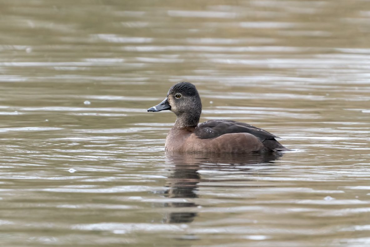 Ring-necked Duck, Reigate (C Turner).