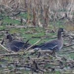 White-fronted Geese, Papercourt Water Meadows (E Sames).