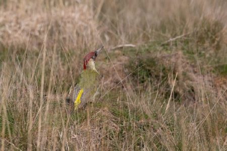 Green woodpecker, Richmond Park, 23/04/20 (John Drewett)