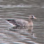 White-fronted Goose, Burgess Park (T Ensom).