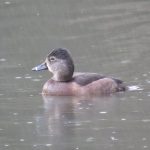 Ring-necked Duck, Reigate (S Gale).