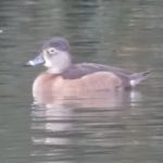 Ring-necked Duck, Reigate (D Warren).