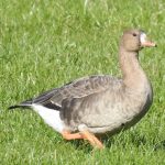 White-fronted Goose, Westcott (J Snell).
