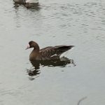 White-fronted Goose, Burgess Park (T Rogers).