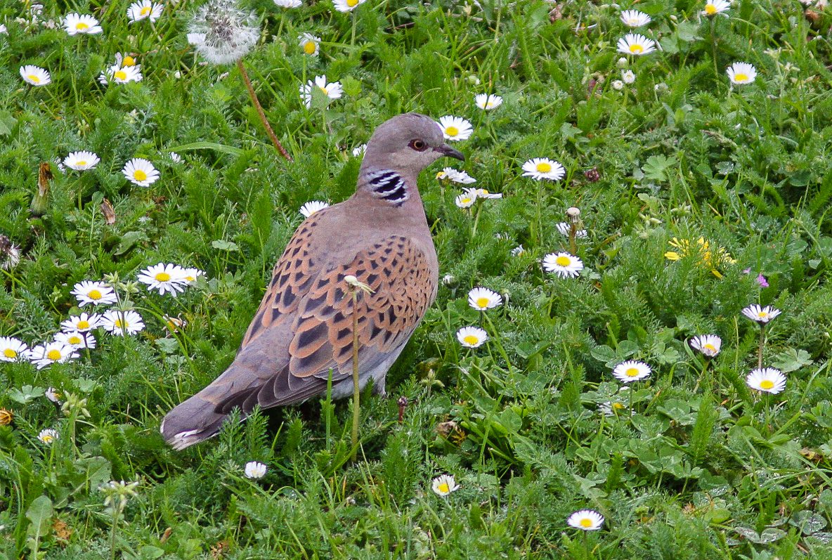 Turtle Doves Surrey Bird Club