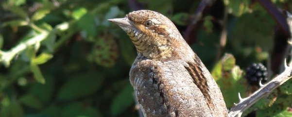 Rare Birds of Hampshire - Surrey Bird Club