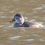 Ring-necked Duck, Reigate (P Boswell).