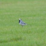 White Wagtail, Mercers CP (G Hay).