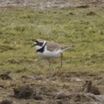 Little Ringed Plover, Tice's Meadow (B Macdonald).