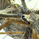 Lesser Spotted Woodpecker, Richmond Park (A Dutta).