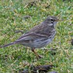 Water Pipit, London Wetland Centre (A Wilkinson).
