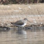 Green Sandpiper, Old Woking SF (J Snell).