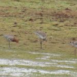 Black-tailed Godwits, Tice's Meadow (G Sharples).