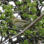 Willow Warbler, Wandsworth Common (N Rutter).