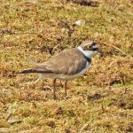 Little Ringed Plover, Tice's Meadow (J Hunt).