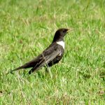 Ring Ouzel, Banstead (S Gale).