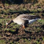 White-fronted Goose, Papercourt Water Meadows (E Sames).