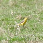 Yellow Wagtail, Downside (J Snell).